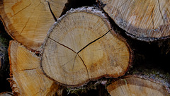 Gy: Des troncs de bois.