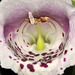 foxglove bees-eye-view V2  DSC 0393
