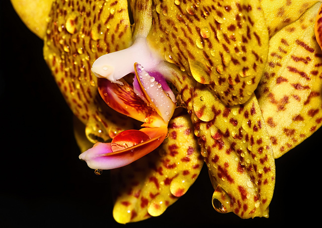 Die Wasserperlen auf der Orchideenblüte :))  The water pearls on the orchid flower :))  Les perles d'eau sur la fleur d'orchidée :))