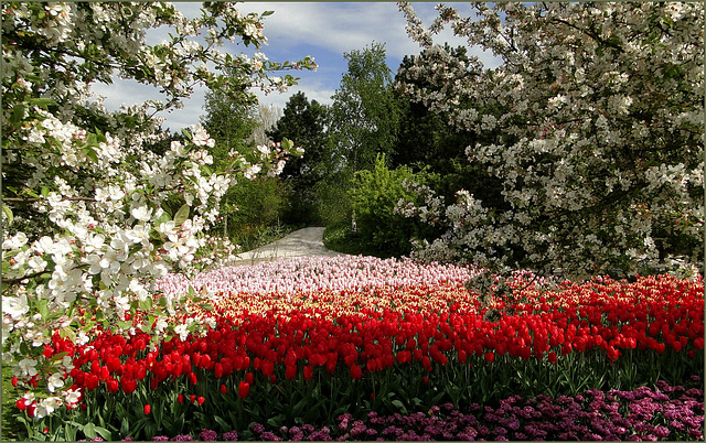 Flowering Keukenhof, the Netherlands...