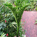 The leaf of the titan arum