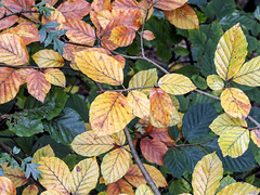Autumn beech leaves #1