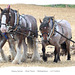 Poundfield Farm Heavy Horses ploughing team Stud Farm Newhaven 15 9 2021