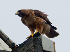 RED TAILED HAWK