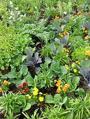 Salat-Blumen-Kohl-Salat