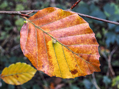 Autumn beech leaves #2