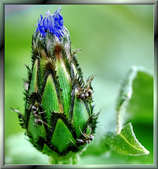Bergflockenblume. (Cyanus montanus) ©UdoSm
