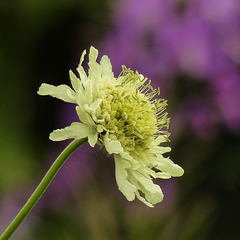 Giant Scabius with purple bokeh