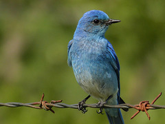 Mountain Bluebirds have no blue pigment