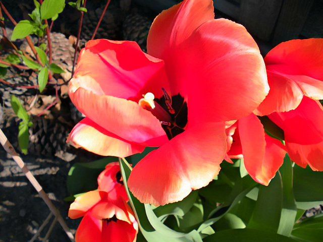 Big red tulip
