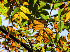 Translucent autumn rowan leaves