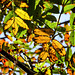 Translucent autumn rowan leaves