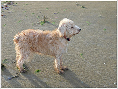 Ma chienne Giseh , face au vent, à la plage de la Ville Ger   (22)