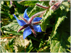 Bourrache, la petite fleur bleue qui rend heureux