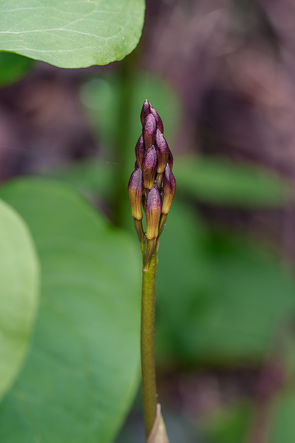 Aplectrum hyemale (Puttyroot orchid) in bud