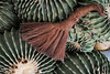 Echinocactus grusinii brevispina dusting brush