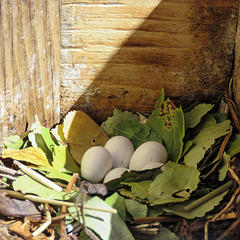 Purple Martin nest and eggs