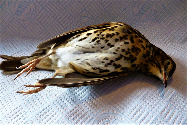 Poor little bird after colliding with window