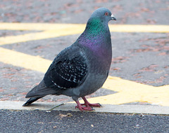 Pigeon (1)