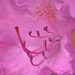 Blütenkelch Rhododendron