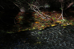 Lit de feuilles d'automne à la surface de l'eau .