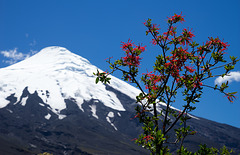 Osorno blooming