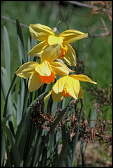 Narcisses hybrides (2)
