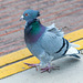 Pigeon (2)
