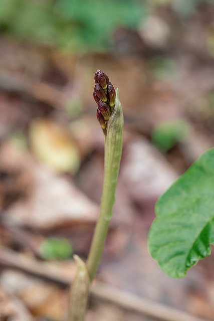 Aplectrum hyemale (Puttyroot orchid) in bud