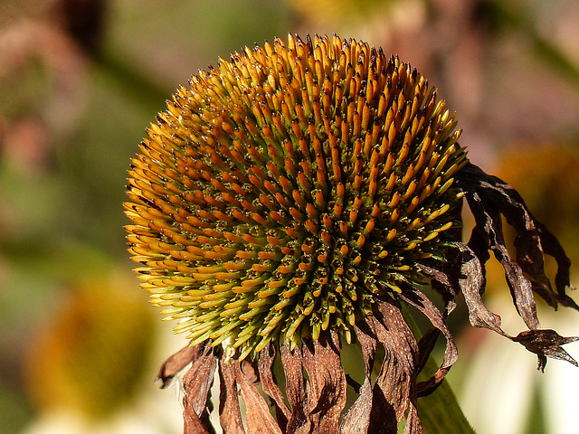 Beauty in the fall