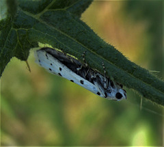 Spotty Moth!!