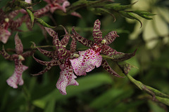 Orchidee Odontoglossum bictoniense - (1 Pip)