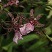 Orchidee Odontoglossum bictoniense - (1 Pip)