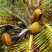 Palm tree, Blue Waters Inn, Tobago