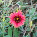 Day 2, Blanket flower, South Texas