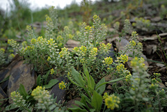 Alyssum alyssoides, Erva-da-loucura, Brassicales