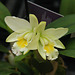 Orchidee Epicattleya Siam Jade Orchid