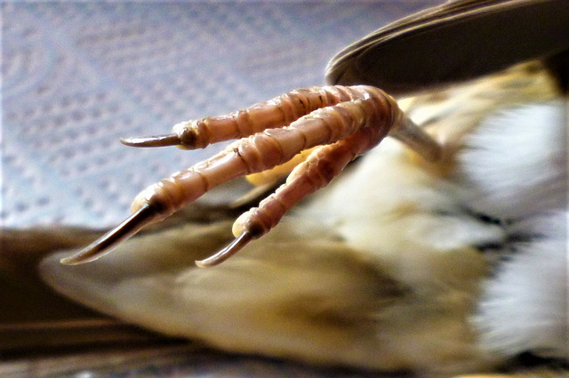 Close up of the talons