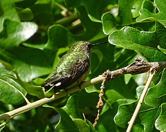 Mrs Ruby Throated Hummingbird on the Post Oak