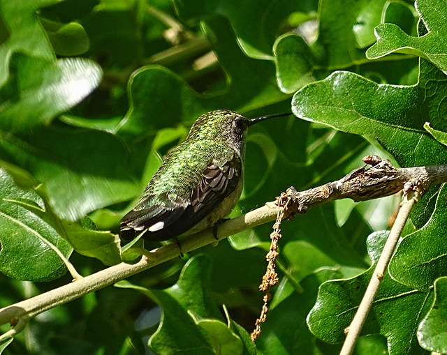 Mrs Ruby Throated Hummingbird on the Post Oak