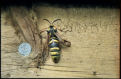 Hornet moth, Sesia apiformis