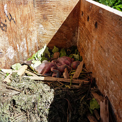 Baby Purple Martins in their nest