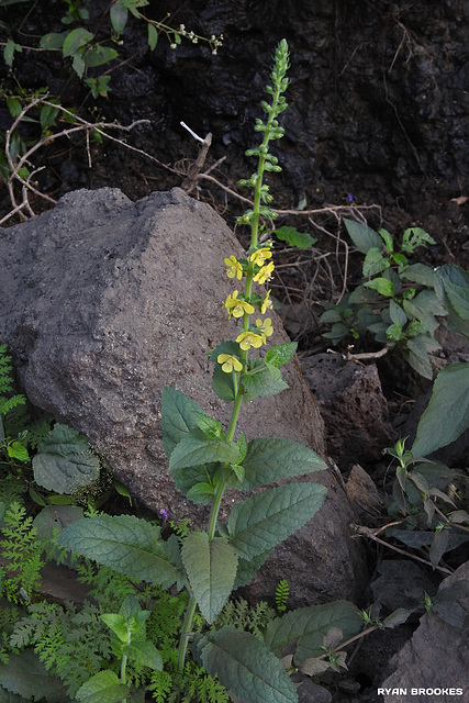 20191213-1208 Verbascum chinense (L.) Santapau