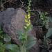 20191213-1208 Verbascum chinense (L.) Santapau