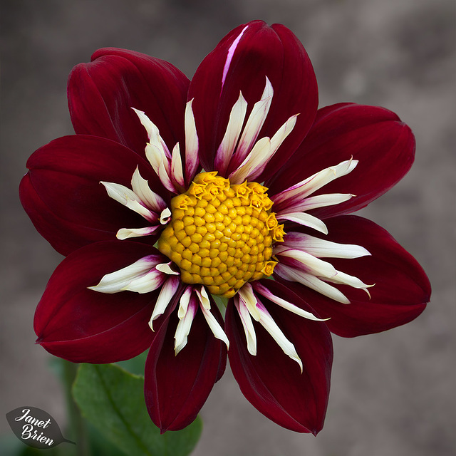 Pictures for Pam, Day 38: Burgandy & White Pinwheel Dahlia