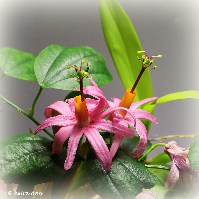 fleurs du jour- Passiflora tulae.... spéciale dédicace aux personnels de santé