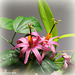 fleurs du jour- Passiflora tulae.... spéciale dédicace aux personnels de santé
