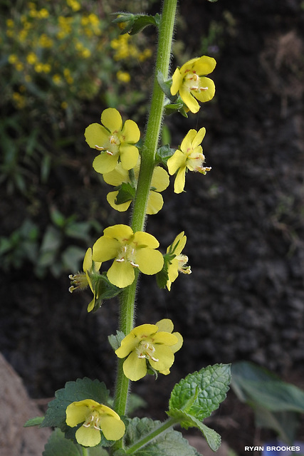 20191213-1212 Verbascum chinense (L.) Santapau