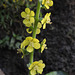 20191213-1212 Verbascum chinense (L.) Santapau