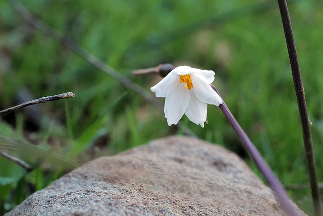 Leucojum autumnale